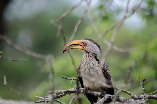 Hornbill spotted while on a game drive at Makakatana Bay Lodge by guests who had booked their African Adventure Travel & Tour Vacation Special Offer