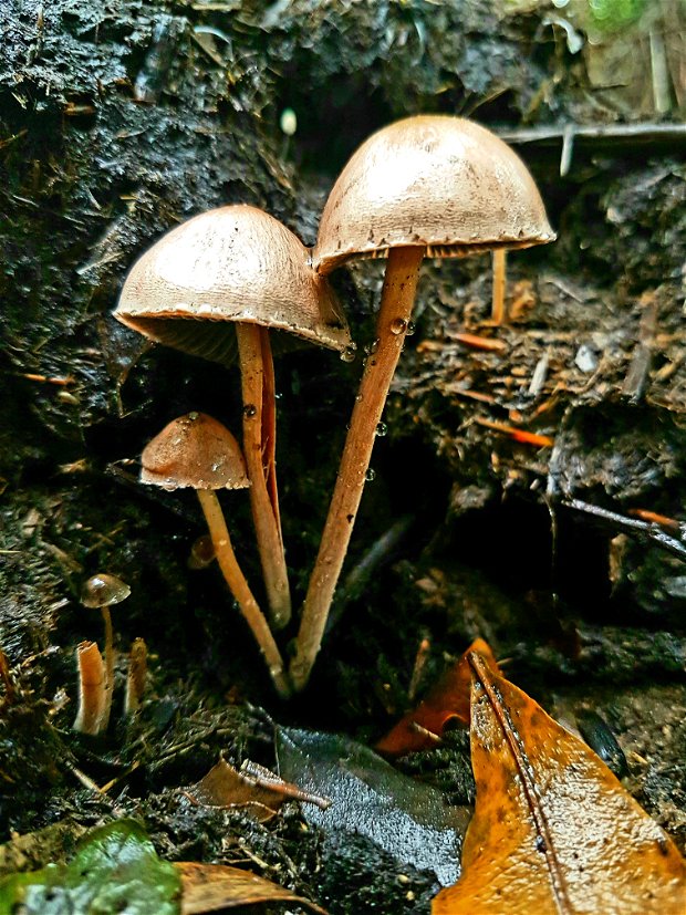 Dung-loving psilocybe (Deconica Coprohilia)