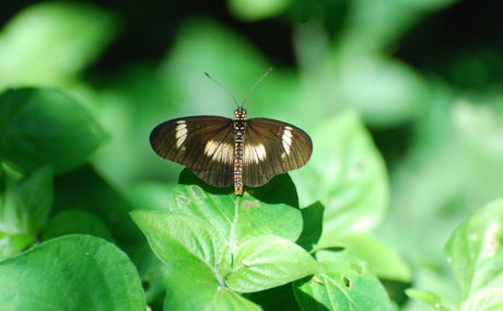 Dusky Acraea (Telchinia Esebria) Female