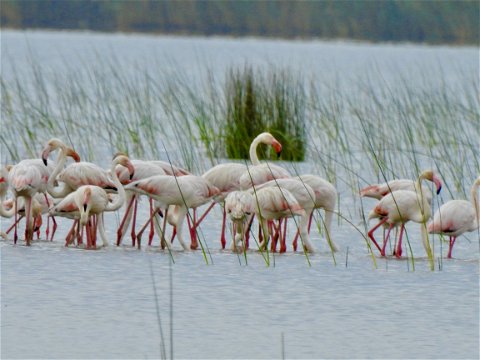 Lesser Flamingoes (Phoeniconaias minor) in Makakatana Bay- Leigh-Ann Morrison