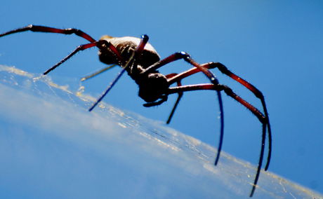 Golden Orb Spiders in the iSimangaliso Wetland Park found on game drives safaris