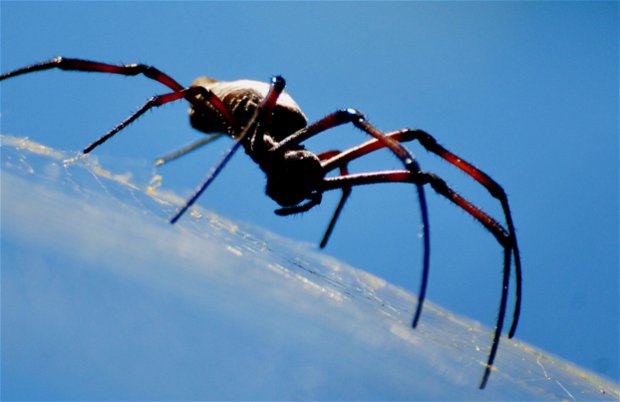 Golden Orb Spiders in the iSimangaliso Wetland Park found on game drives safaris