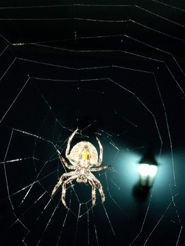 Hairy Field Spiders usually weave their webs at night around the Lake St Lucia Area