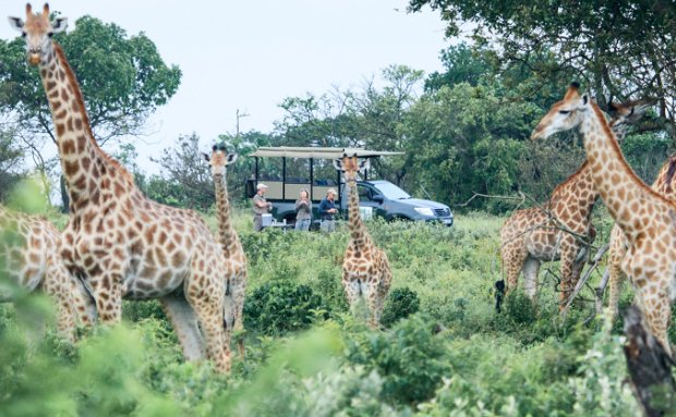 Makakatana Safari wildlife nature getaway Makakatana Safari wildlife nature getaway