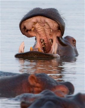 Hippopotamus in Makakatana Bay - iSimangaliso