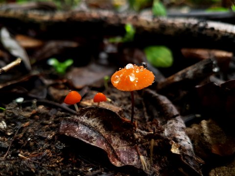 Orange Bonnet (Mycene acicula)