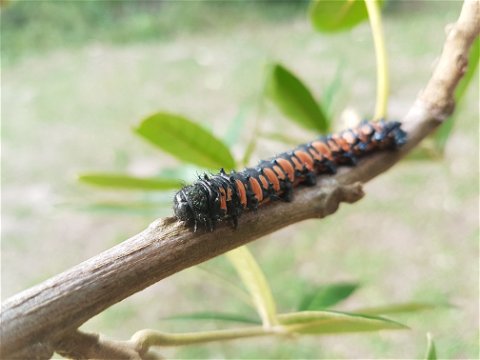 Usta terpsichore caterpillar at Makakatana Bay Lodge