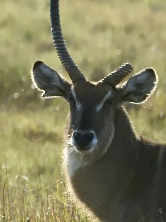 Our own personal Unicorn - a one horned Waterbuck