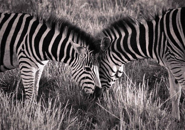 Zebra Love - Nikita Wrench