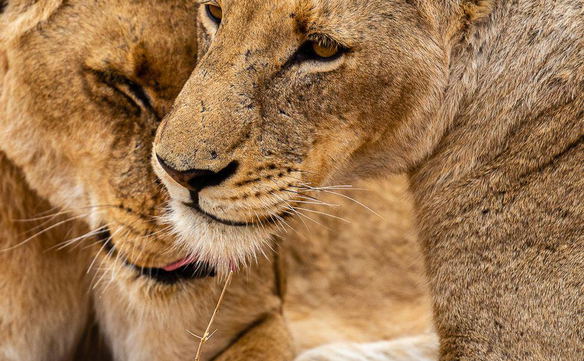 Wildlife