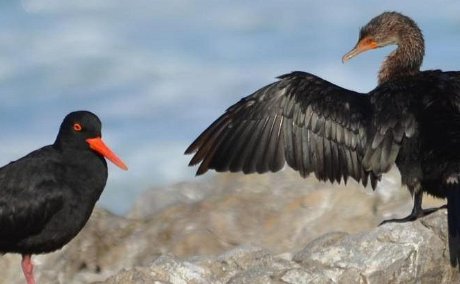 Black Oyster Catchers