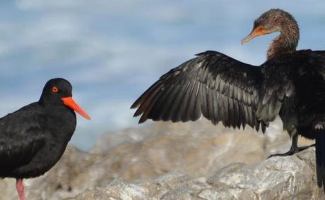 Black Oyster Catchers Black Oyster Catchers