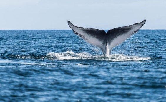 Whale spotting in Mossel Bay