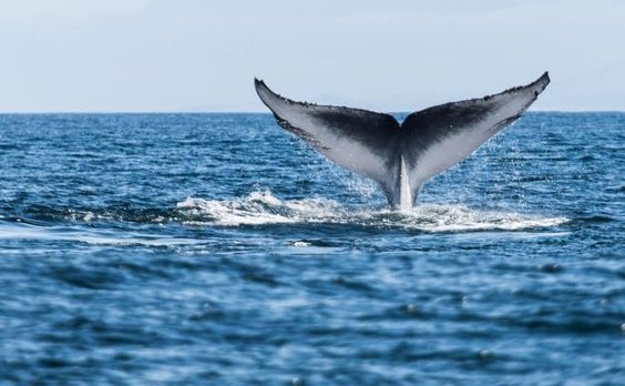 Whale spotting in Mossel Bay Whale spotting in Mossel Bay