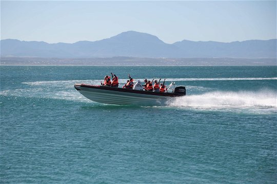 Fearless Speedboat Trip along Mossel Bay Coastline in Garden Route - Mossel Bay Boat Adventures