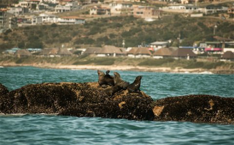 Seal Island Family / Tourist Cruise