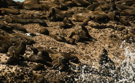 Seal Island Family and Tourist Cruise