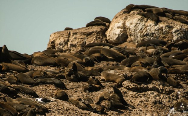seal islND seal islND