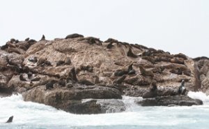 Seal Island Family and Tourist Cruise