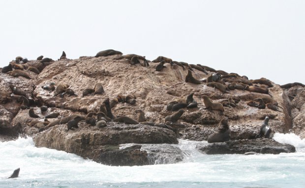 Seal Island Family Speedboat Trips
