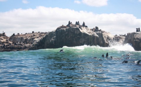 Seal Island Family / Tourist Cruise