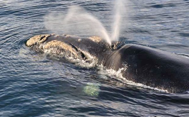 Whale watching in Mossel Bay
