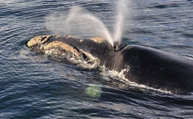 Whale watching in Mossel Bay Whale watching in Mossel Bay
