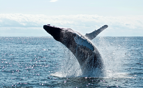 Eco Whale Watching Safari