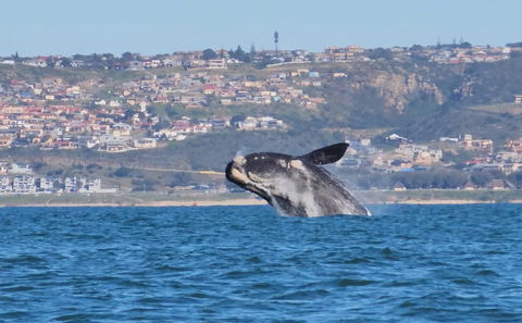 whale