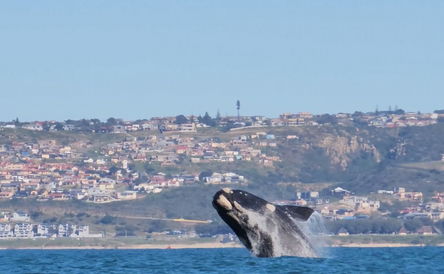 Whale Watching Safari (incl. Seal Island)