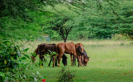 Why Nature is the Best Place for Corporate Team-Building