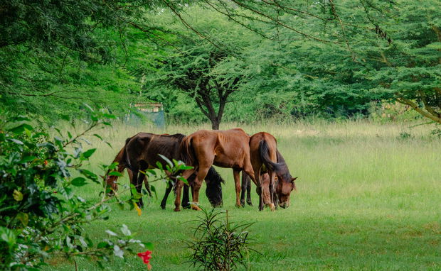 Why Nature is the Best Place for Corporate Team-Building