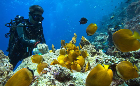 PADI SCUBA Diver Course