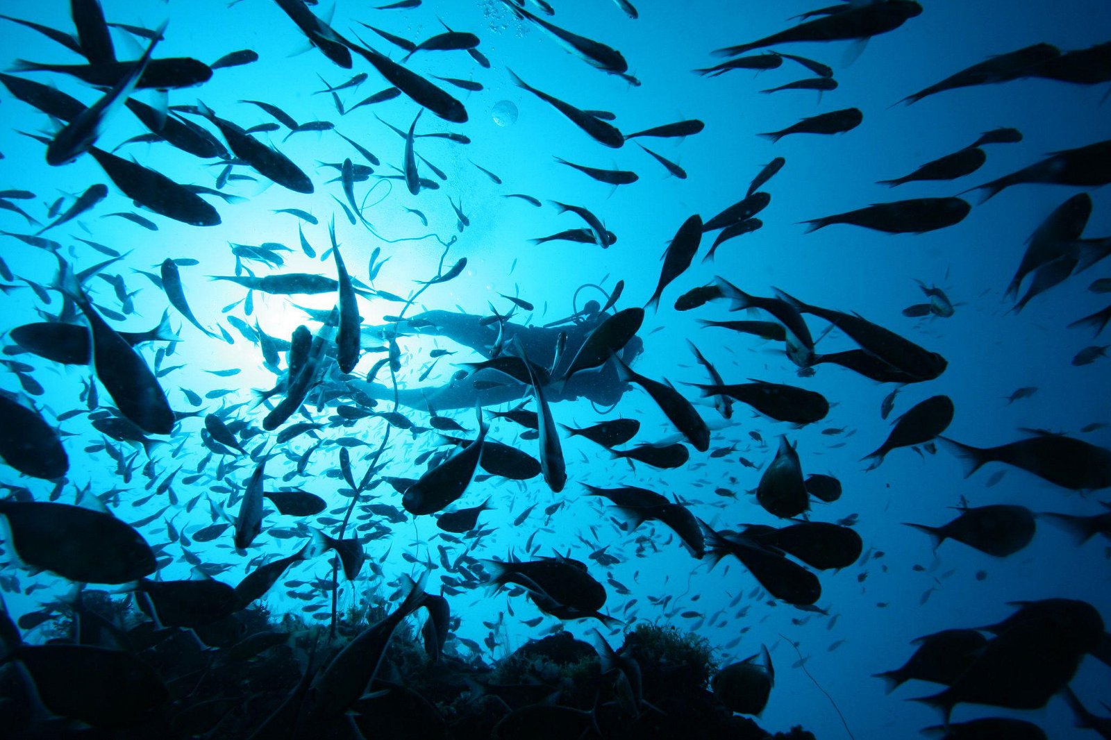 PADI Adventure Diver