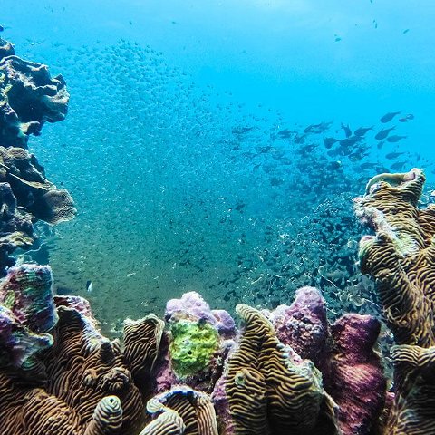 Dive the best of Zanzibar
