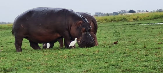 Best Safari experts in Chobe