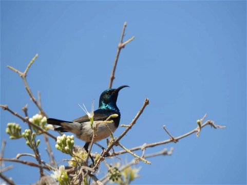 African Sunbird
