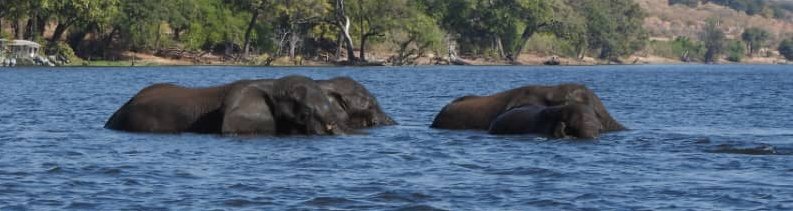 Elephants crossing the Chobe river