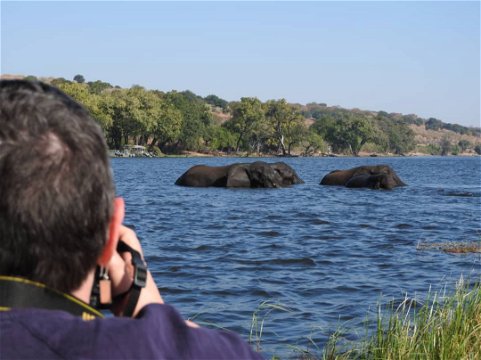 Elephants crossing the Chobe river