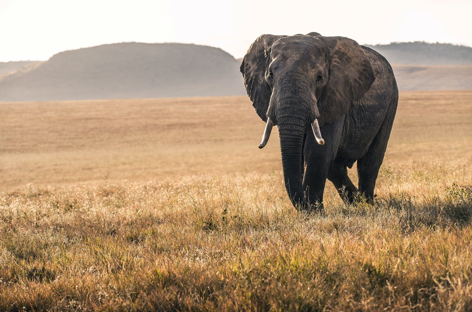Best safari experts in Zambia