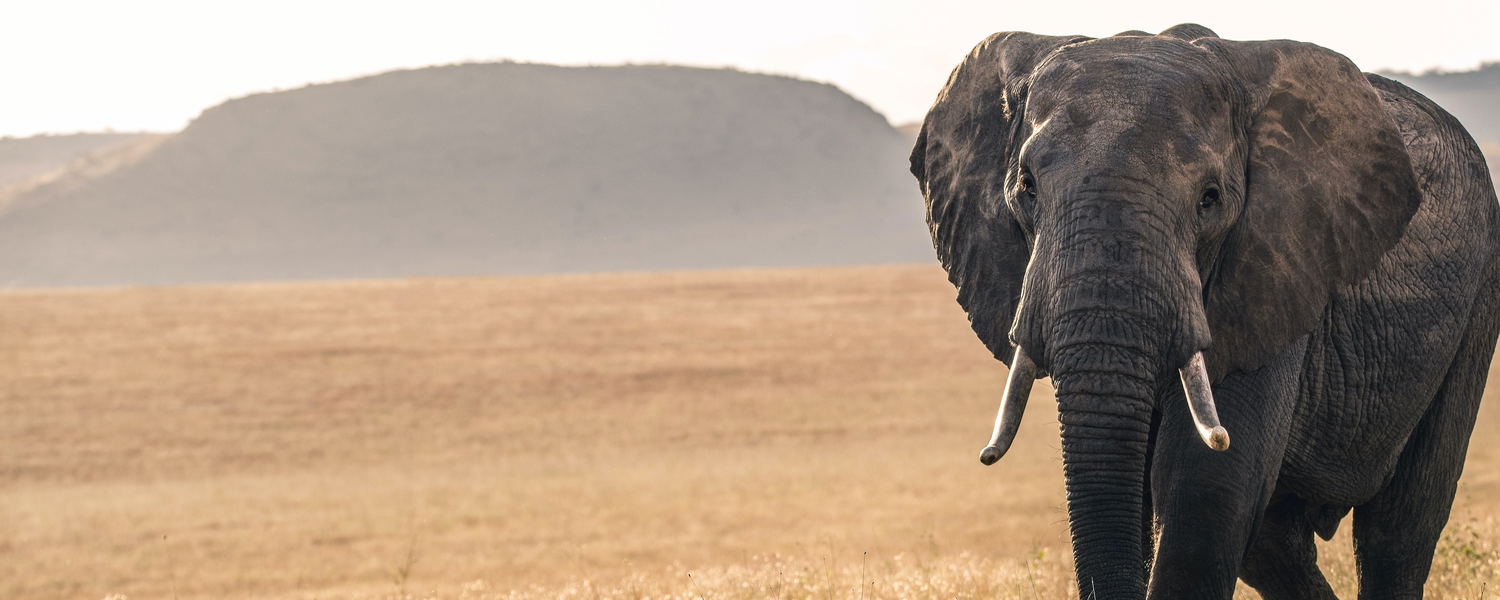 Best safari experts in Zambia