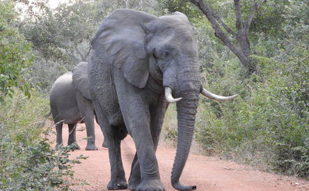 Best of Zambia - City, Falls and Wildlife