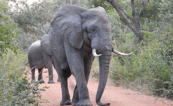 Best of Zambia - City, Falls and Wildlife