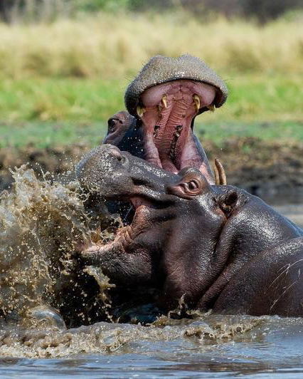 Witness the untamed drama of the wild on a multi-day safari through Zambia’s rich waterways. This striking image captures two hippos in a fierce territorial clash—an unforgettable moment often seen on expert-guided game drives and walking safaris in national parks like South Luangwa or Lower Zambezi.
