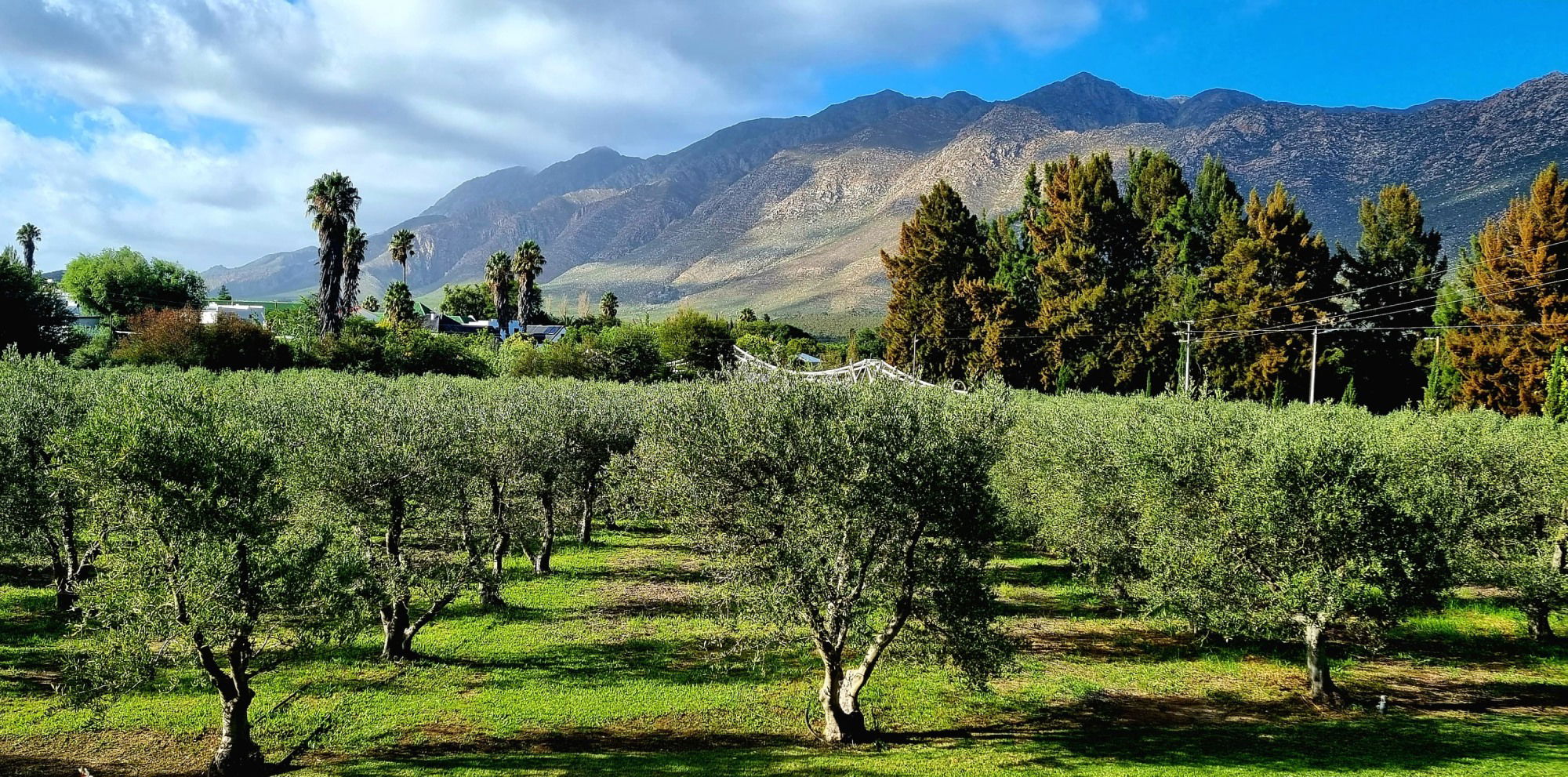 Montagu Vines Olive Grove