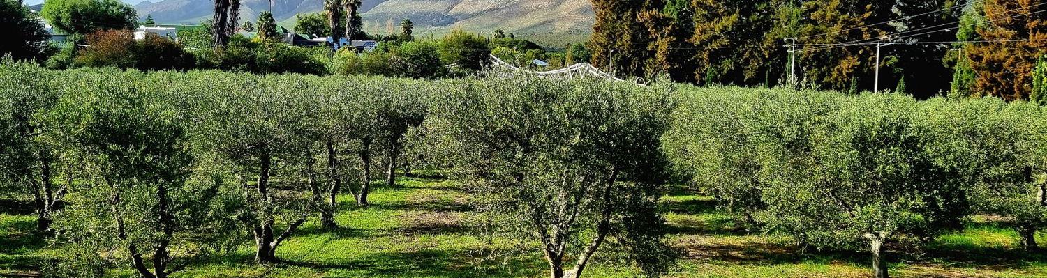 Montagu Vines Olive Grove