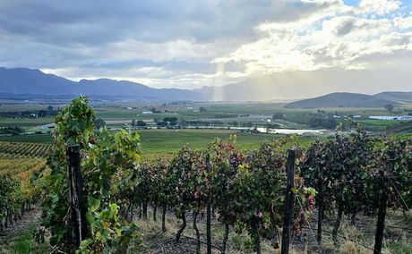 Van Loveren Wine Famr