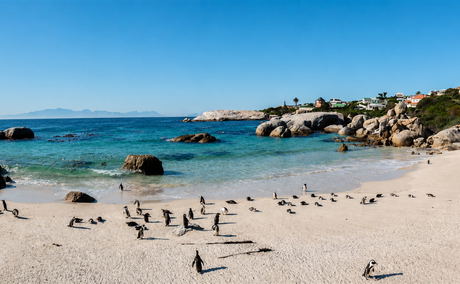 African penguins at Boulders Beach near Simon's Town African penguins at Boulders Beach near Simon's Town
