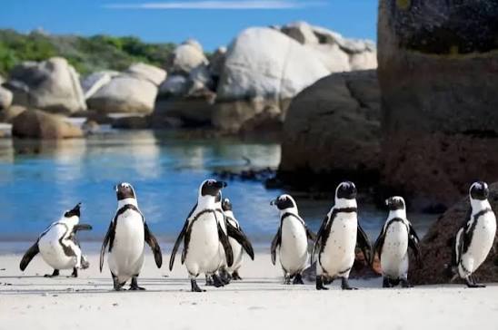 African penguins beside granite boulders on the False Bay coast in Simon's Town