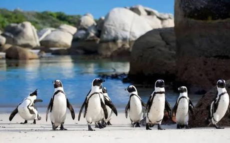 African penguins at Boulders Beach near Simon's Town